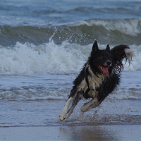 Buy canvas prints of Border Collie in the water by Thomas Schaeffer