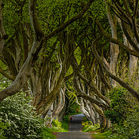 Buy canvas prints of The Dark Hedges by Thomas Schaeffer