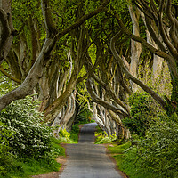 Buy canvas prints of The Dark Hedges by Thomas Schaeffer