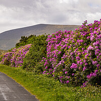 Buy canvas prints of Rhododendronblüte auch der Insel Achill by Thomas Schaeffer