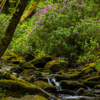 Buy canvas prints of Torc Waterfall by Thomas Schaeffer