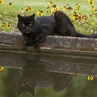 Buy canvas prints of Mirror cat by Thomas Schaeffer