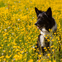 Buy canvas prints of Dog in flowers by Thomas Schaeffer