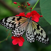 Buy canvas prints of Butterfly by Thomas Schaeffer