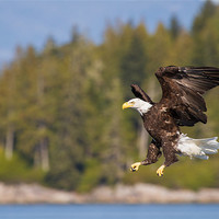 Buy canvas prints of Bald eagle by Thomas Schaeffer