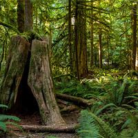 Buy canvas prints of Cathedral Grove by Thomas Schaeffer