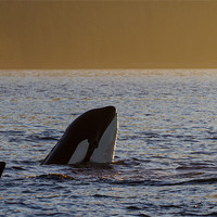 Buy canvas prints of Orca Spyhop by Thomas Schaeffer