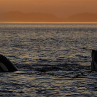 Buy canvas prints of Orcas in Johnstone Strait at sunset by Thomas Schaeffer