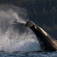 Buy canvas prints of Humpback Whale by Thomas Schaeffer