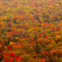 Buy canvas prints of Fall forest by Thomas Schaeffer