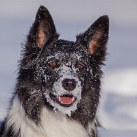 Buy canvas prints of Border Collie by Thomas Schaeffer