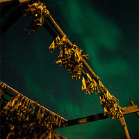 Buy canvas prints of Northern Lights and dry fish by Thomas Schaeffer