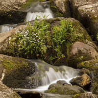 Buy canvas prints of Becky falls at Dartmoor by Thomas Schaeffer