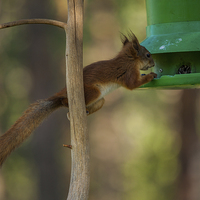 Buy canvas prints of Squirrel by Thomas Schaeffer