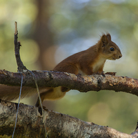 Buy canvas prints of Squirrel by Thomas Schaeffer