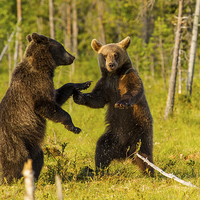 Buy canvas prints of Dancing bears by Thomas Schaeffer
