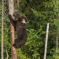 Buy canvas prints of Climbing brown bear cub by Thomas Schaeffer