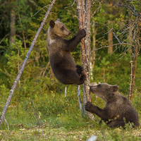 Buy canvas prints of Climbing brown bear cubs by Thomas Schaeffer