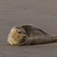 Buy canvas prints of Little seal by Thomas Schaeffer