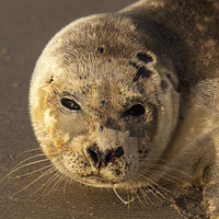 Buy canvas prints of Seal pub by Thomas Schaeffer