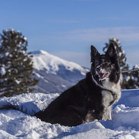 Buy canvas prints of Border Collie by Thomas Schaeffer