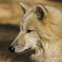 Buy canvas prints of Arctic wolf by Thomas Schaeffer