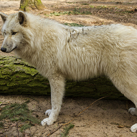 Buy canvas prints of Arctic wolf by Thomas Schaeffer
