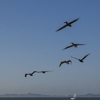 Buy canvas prints of Pelicans by Thomas Schaeffer