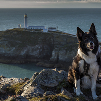 Buy canvas prints of Ayla at the South Stack by Thomas Schaeffer