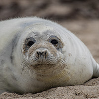 Buy canvas prints of Seals on Helgoland by Thomas Schaeffer