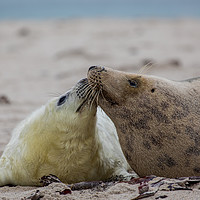 Buy canvas prints of Seals on Helgoland by Thomas Schaeffer