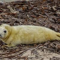 Buy canvas prints of Dune Seal cub by Thomas Schaeffer