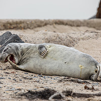 Buy canvas prints of Yawn seal by Thomas Schaeffer