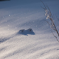 Buy canvas prints of Snow forms by Thomas Schaeffer