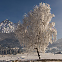 Buy canvas prints of Winter morning by Thomas Schaeffer