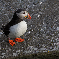 Buy canvas prints of Puffin by Thomas Schaeffer