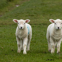 Buy canvas prints of Lambs by Thomas Schaeffer