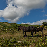 Buy canvas prints of Dartmoor Ponies by Thomas Schaeffer