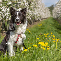 Buy canvas prints of Border Collie in the spring by Thomas Schaeffer