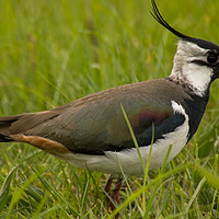Buy canvas prints of Lapwing by Thomas Schaeffer