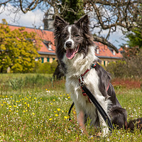 Buy canvas prints of Border Collie in the Park by Thomas Schaeffer