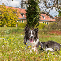 Buy canvas prints of Border Collie on the gras by Thomas Schaeffer