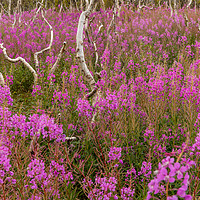 Buy canvas prints of Fireweed  by Thomas Schaeffer