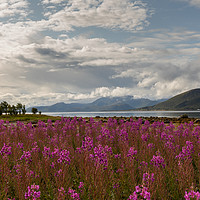 Buy canvas prints of Fireweed at the Fjord by Thomas Schaeffer