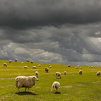 Buy canvas prints of sheep deik by Thomas Schaeffer