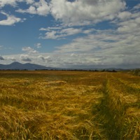 Buy canvas prints of Mournes View and fields of wheat by pauline morris