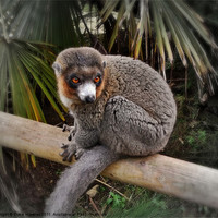 Buy canvas prints of Mongoose Lemur by Susie Hawkins