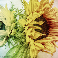 Buy canvas prints of Rainbow Sunflowers by Susie Hawkins