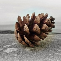 Buy canvas prints of Pine cone Holiday! by Susie Hawkins
