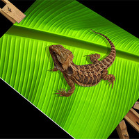 Buy canvas prints of Lizard on Canvas - Bearded Dragon by Susie Hawkins